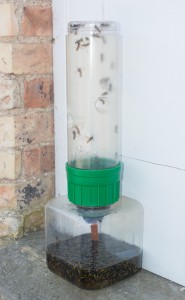 wasp trap